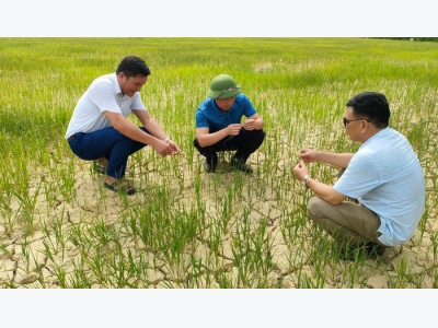 Nghệ An tập trung chống hạn phục vụ nước tưới cho lúa hè thu