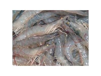 “Mở Cửa” Cho Tôm Thẻ Chân Trắng