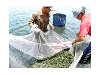 Thả 40.000 Con Cá Tra Bần Tại Sông Cái Lớn Huyện Long Mỹ