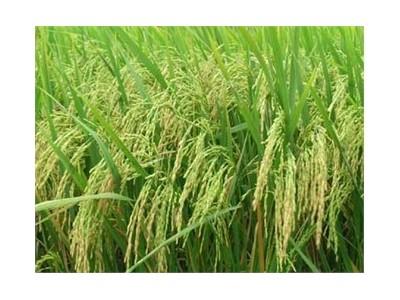 Kỹ Thuật Làm Mạ Trên Cạn