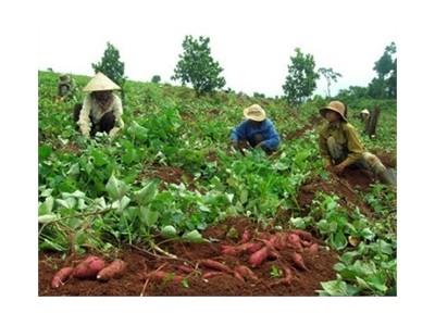 Bón Phân NPK Văn Điển Cho Cây Khoai Lang