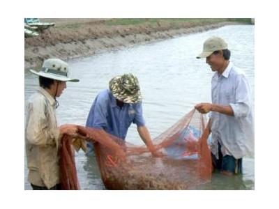 Tôm Ngoại Ép Tôm Nội