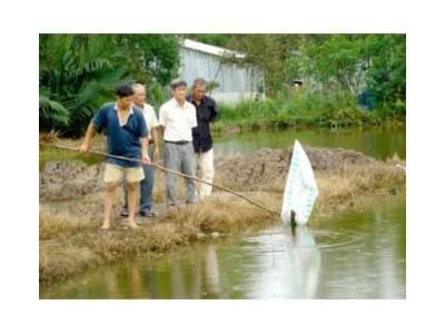 Mô Hình Nuôi Tôm Càng Xanh Xen Canh Vụ Lúa Cho Thu Nhập Cao