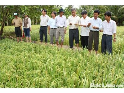 Mô Hình Cánh Đồng Mẫu Liên Kết Nông Dân Cùng Sản Xuất
