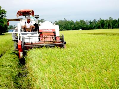 Khó Duy Trì Cánh Đồng Mẫu Lớn