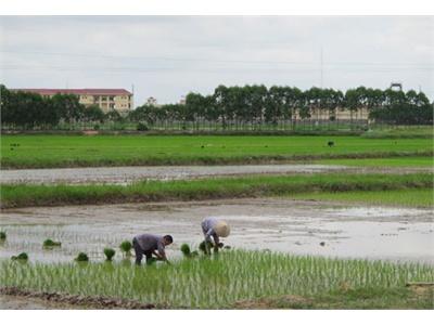 Toàn Tỉnh Gieo Cấy Hơn 34.000 Ha Lúa Mùa