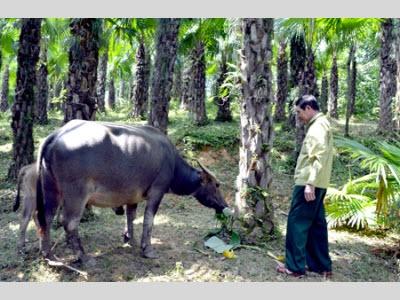 Nâng Cao Chất Lượng Đàn Trâu