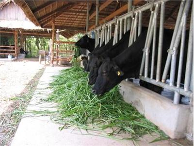 Phòng Và Trị Bệnh Phù Gối Ở Bò Sữa