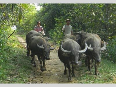 Giải Pháp Phát Triển Chăn Nuôi Bền Vững