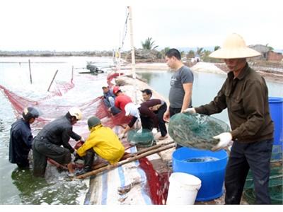 Hỗ Trợ Mở Rộng Vụ Nuôi Tôm Thứ 2