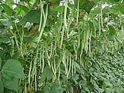 Kỹ Thuật Trồng Đậu Cô Ve An Toàn