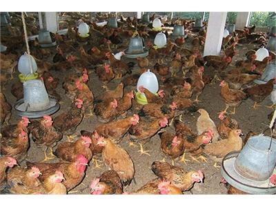 Chuẩn Bị Điều Kiện Trước Khi Nuôi Gà Công Nghiệp Lông Trắng