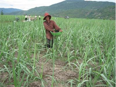 Nông Dân Lãi Cao Nhờ Các Giống Mía Mới