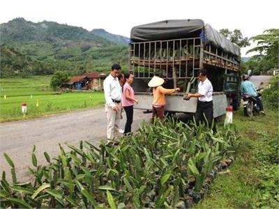 Cấp Giống Thanh Long Ruột Đỏ Cho 4 Hộ Dân Xã Trà Phú (Quảng Ngãi)
