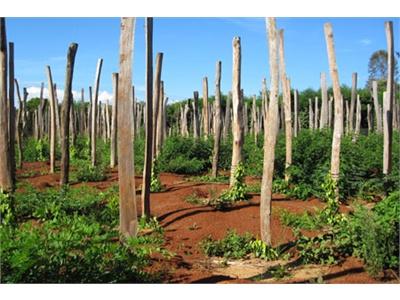 Thực Trạng Canh Tác Hồ Tiêu Tại Xã Đăk N’Drót