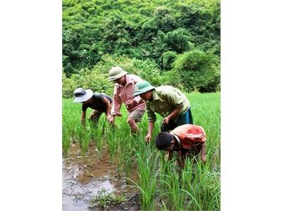 Người Tiên Phong Của Bản