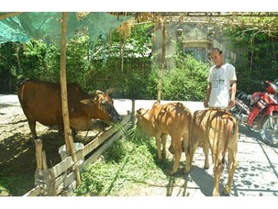 Hiệu Quả Từ Mô Hình Nuôi Bò Nhốt Chuồng