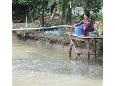 Mô Hình Nuôi Cá Lóc Mang Lại Hiệu Quả Kinh Tế Cao