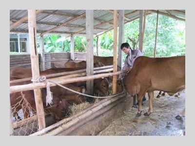 Tuy An Phát Triển Nghề Nuôi Bò Lai