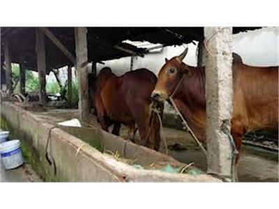 Kỹ Thuật Phát Hiện Động Đực Bò Cái