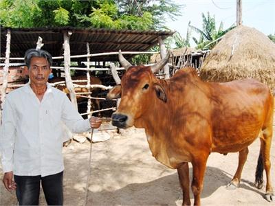 Kinh Nghiệm Vỗ Béo Bò Của Nông Dân Xã Bắc Phong