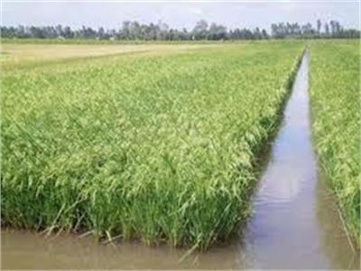 Kỹ Thuật Nuôi Cá Trong Ruộng Lúa
