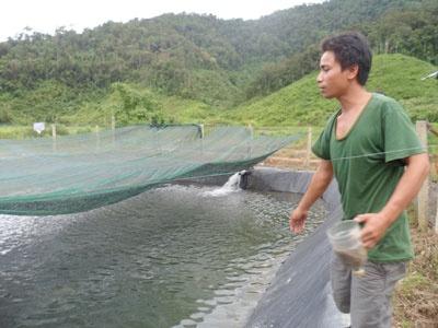 Nuôi Cá Tầm Ở Tây Giang Người Dân Bắt Đầu Hưởng Lợi