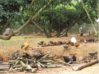 Bệnh Giun Đũa Ở Gà
