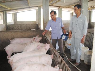 Bệnh Cúm Lợn Và Các Biện Pháp Phòng Bệnh