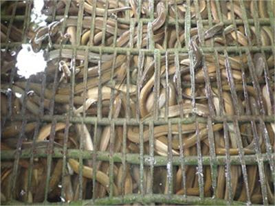 Nuôi Lươn Trong Ruộng Lúa