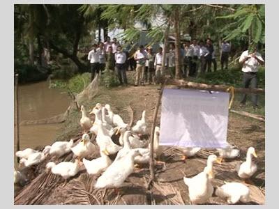 Thành Phố Cà Mau Hội Thảo Nhân Rộng Mô Hình Nuôi Vịt An Toàn Sinh Học