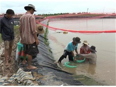 Quy Trình Nuôi Tôm Công Nghiệp Khép Kín