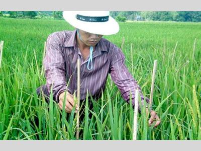 Chọn Tạo, Sản Xuất, Kinh Doanh Giống Lúa Ở Đồng Bằng Sông Cửu Long