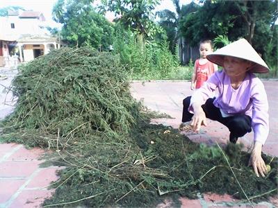 Thanh Hao Hoa Vàng - Được Mùa Nhưng Mất Giá