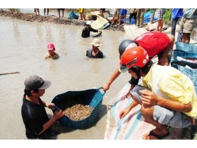 Thẻ Chân Trắng Chiếm Thế Thượng Phong