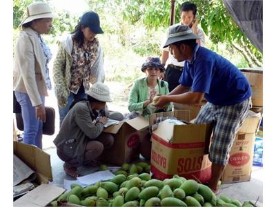 Liên Minh Sản Xuất Và Tiêu Thụ Xoài Cát - Phù Cát