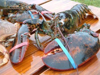 Quy Trình Khai Thác Giống Tôm Hùm