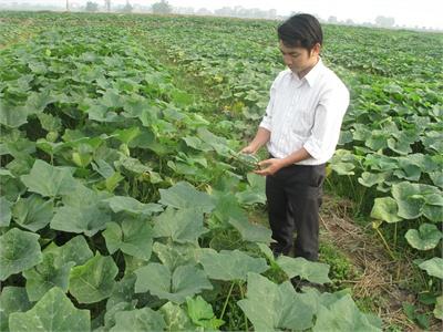 Cây Bí Đỏ Trên Đồng Đất Vĩnh Phúc