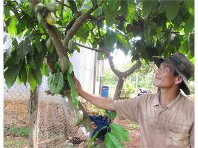 Nông Dân Lại Đua Nhau Chặt Bỏ Ca Cao