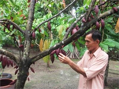 Mô Hình Trồng Ca Cao Xen Canh Trong Vườn Dừa