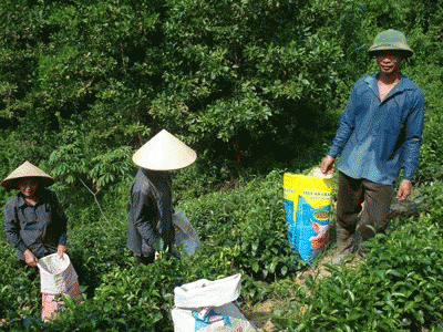 Chuyển Dịch Cơ Cấu Cây Trồng Tạo Vùng Sản Xuất Ổn Định