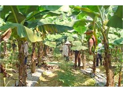 Công Nghệ Xử Lý Chuối Già Mất Màu Xanh Sau Thu Hoạch