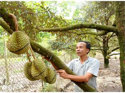 Đất Ít Cũng Có Thể Làm Giàu