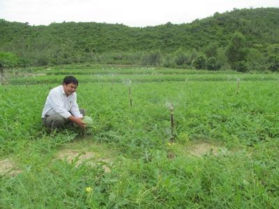 Trồng Luân Canh Cây Tỏi Và Hoa Màu Trên Đất Đồi Mang Lại Hiệu Quả Cao