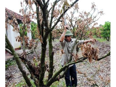 Vải Thiều Chết Hàng Loạt Sau Mưa