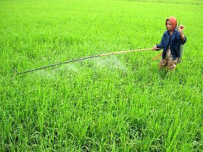 Cách Phòng Trừ Bệnh Vàng Lùn Lùn Xoắn Lá Hiệu Quả