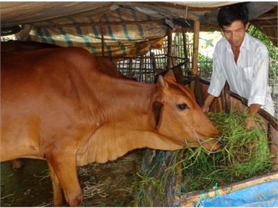 Vũng Liêm (Vĩnh Long) Trồng Cỏ Nuôi Bò, Hướng Lựa Chọn Của Nhiều Nông Dân