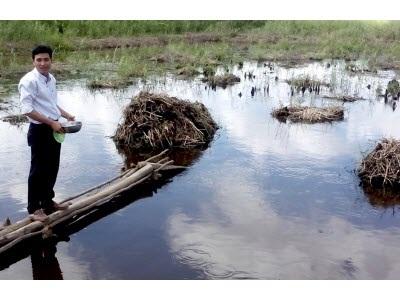 Triển Vọng Mô Hình Ương Cá Bổi