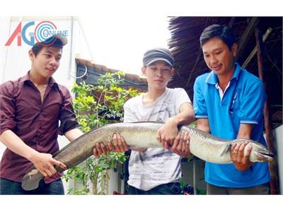 Ngư Dân An Giang Dính Cá Chình 11kg