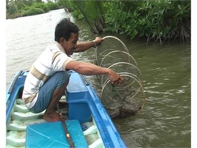 Cánh Đồng Tôm Lớn Hướng Đến VietGAP